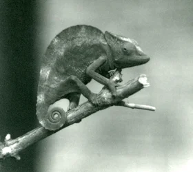 Un camaleonte che si aggrappa alla fine di un ramo, Zoo di Londra, 1927