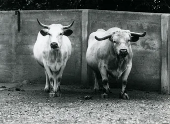 Un toro e una mucca Chartley allo Zoo di Londra, luglio 1924