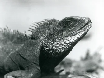 Un Drago d