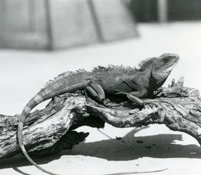 Un Drago d