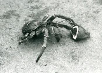 Un granchio del cocco, o granchio ladro, che si nutre di cocco, zoo di Londra, luglio 1927