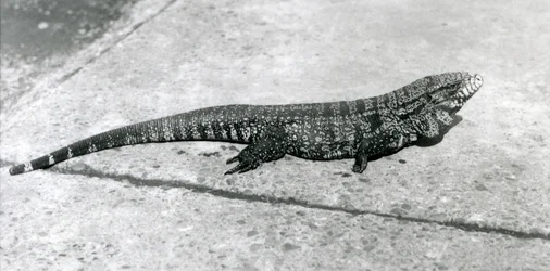 Un tegu colombiano nero dorato comune o lucertola tigre allo zoo di Londra nell