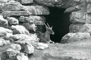 Un Eland comune che riposa all