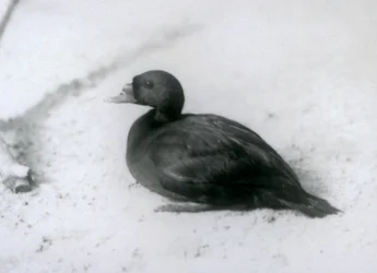 Una moretta comune allo Zoo di Londra nel 1925