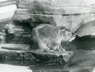 Un coypu seduto su una sporgenza rocciosa in una piscina nel suo recinto allo Zoo di Londra, febbraio 1928 (foto in b/n)