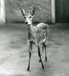 Un Bush Duiker incoronato del Sahel occidentale allo Zoo di Londra nell