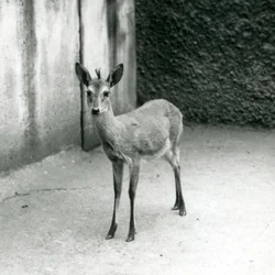Un duiker coronato del Sahel dell