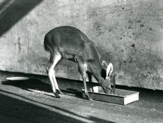 Un duiker che si nutre da un vassoio a terra, Zoo di Londra, luglio 1925