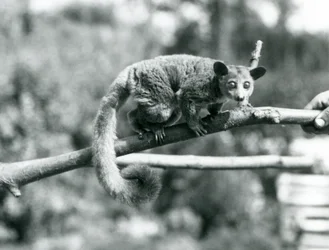 Un Galago che cammina lungo un ramo tenuto da un custode, Zoo di Londra