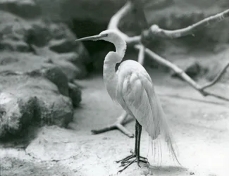 Un grande airone bianco in piumaggio nuziale, che sta sul pavimento del suo recinto allo Zoo di Londra nel giugno 1928