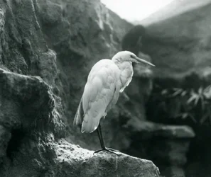 Un grande airone bianco o grande airone bianco in piedi su una roccia allo zoo di Londra nel settembre 1927