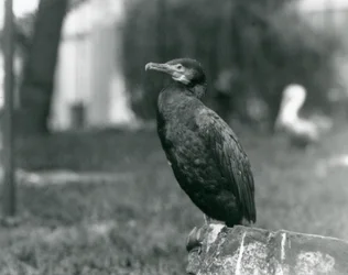 Un grande cormorano allo zoo di Londra nel settembre 1927