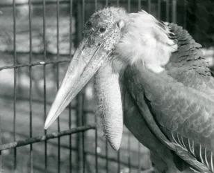 Un marabù maggiore allo zoo di Londra nel luglio 1925