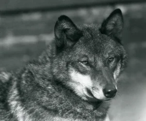 Un lupo grigio allo Zoo di Londra, 1925