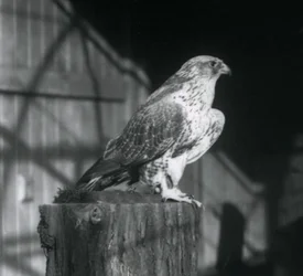 Un girifalco che riposa su un tronco, Zoo di Londra, dicembre 1925