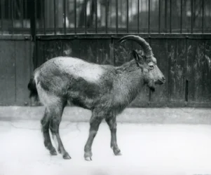 Uno stambecco himalayano allo Zoo di Londra, 1927