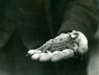 Una lucertola cornuta riposa nella mano del suo guardiano, Zoo di Londra, aprile 1923