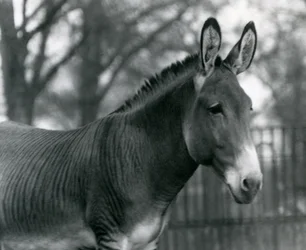 Una zebra ibrida allo Zoo di Londra nel luglio 1924