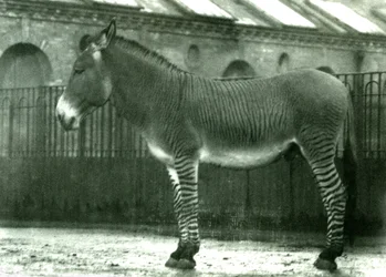 Un Ibrido di Zebra nel suo recinto allo Zoo di Londra, 1924