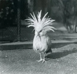 Un Kagu che mostra le sue piume crestali allo Zoo di Londra, giugno 1921