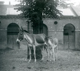 Un kiang e il suo puledro in piedi sotto un albero nel loro recinto, Zoo di Londra, agosto 1927