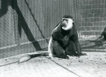 Una colobo bianco e nero Kikuyu seduta nel suo recinto allo zoo di Londra nel luglio 1925