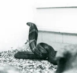 Un cobra reale all