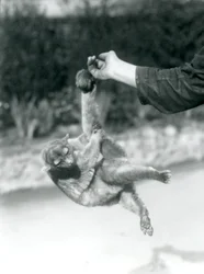 Un kinkajou sospeso dal dito di un custode per la sua coda prensile, Zoo di Londra, settembre 1925