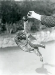 Un kinkajou sospeso dal dito di un custode per la sua coda prensile, Zoo di Londra, settembre 1925