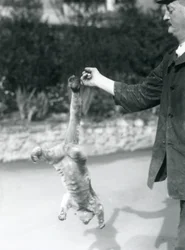 Un cercoletto sospeso a testa in giù al dito di un custode mediante la coda prensile, zoo di Londra, settembre 1925