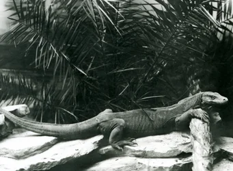 Un drago di Komodo che riposa con il collo e le zampe anteriori contro un tronco allo Zoo di Londra, giugno 1927