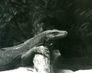 Un drago di Komodo che riposa con il collo e le zampe anteriori contro un tronco allo Zoo di Londra, giugno 1927