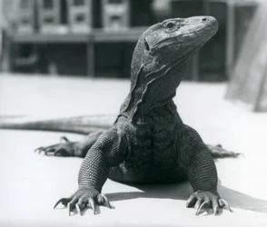 Un drago di Komodo allo Zoo di Londra, agosto 1928