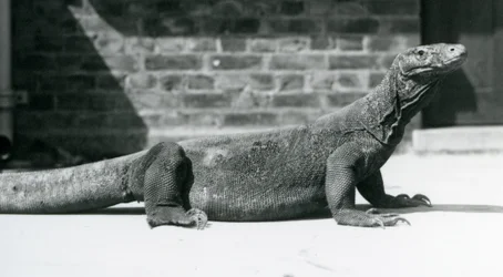 Un drago di Komodo allo zoo di Londra, agosto 1928