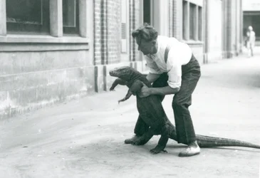 Un Drago di Komodo sollevato sulle zampe posteriori da un custode allo Zoo di Londra nell