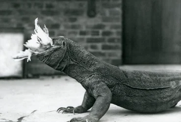 Un drago di Komodo che mangia un pollo allo zoo di Londra, agosto 1928