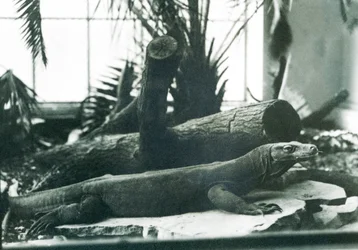 Un drago di Komodo nella Casa dei Rettili allo Zoo di Londra, agosto 1928