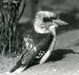 Un kookaburra che ride allo zoo di Londra nell