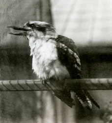 Un kookaburra ridente allo Zoo di Londra nell