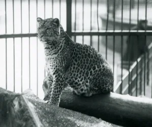 Un leopardo seduto su un tronco nel suo recinto allo Zoo di Londra, settembre 1925
