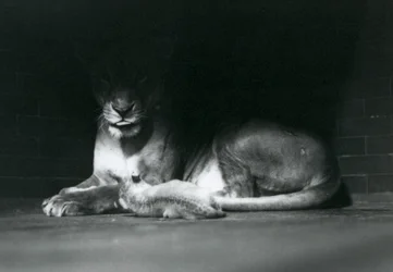 Un cucciolo di leone sdraiato con la madre all