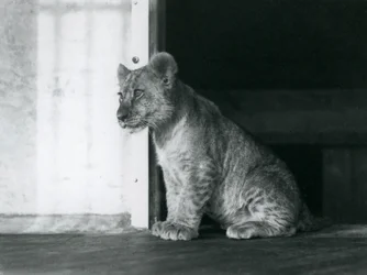 Un cucciolo di Leone seduto sul pavimento allo Zoo di Londra nel 1930
