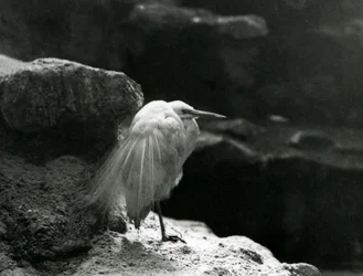 Un Airone bianco minore che riposa tra le rocce allo Zoo di Londra nel 1930 (foto b/n)