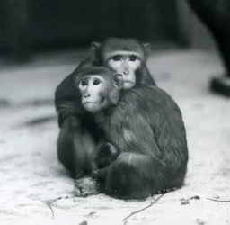 Una Macaca con il suo cucciolo seduti insieme sul pavimento del loro recinto, Zoo di Londra