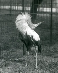 Una cicogna maguari che esegue la danza su e giù, Zoo di Londra, luglio 1925