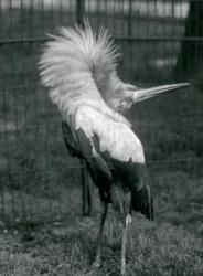 Un marabù che esegue la danza su-giù, zoo di Londra, luglio 1925