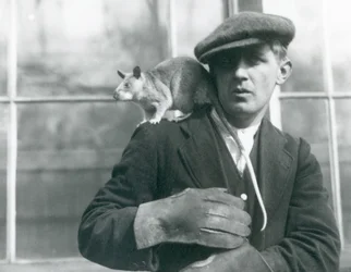 Un ratto gigante malgascio seduto sulla spalla del suo custode, Zoo di Londra