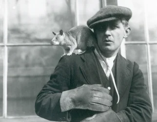 Un ratto gigante malgascio sulla spalla del suo custode, Zoo di Londra, 1924