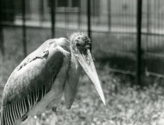 Un marabù che sta nel suo recinto allo Zoo di Londra nel settembre 1928