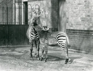 Una zebra di montagna e il suo puledro allo zoo di Londra nel 1929